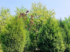 -永定河休闲森林公园