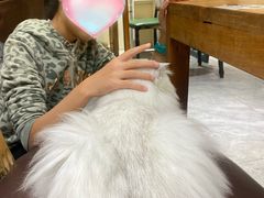 -猫小院猫主题餐厅(南锣旗舰店)