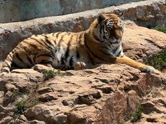 -西霞口神雕山野生动物世界