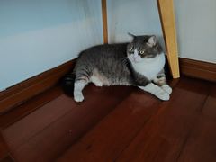 -Catmate·猫肥家润(金润铂宫店)