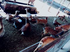 -北京鹿世界主题园