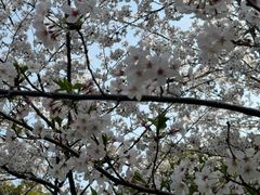 -高东镇樱花园
