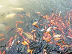 -白洋淀景区