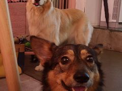 -百好乐宠物友好餐厅(朝外大街店)