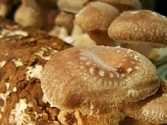 -大头椰·椰子鸡火锅(南宁万象城店)