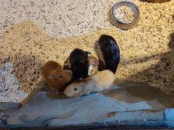 点击看大图 -酷嗒动物文化乐园(cutezoo西溪乐天城店)