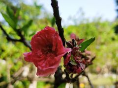 -桃花涧
