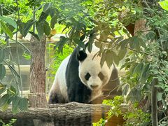 -成都动物园