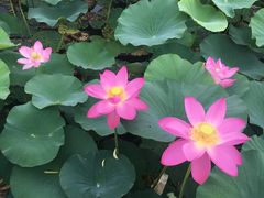 -羊亭河湿地公园