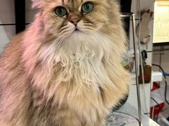 -滚猫咖啡·猫咖·猫友好撸猫(未来城店)
