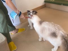 -猫在这儿猫咪咖啡馆·撸猫馆