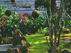 -深圳仙湖植物园