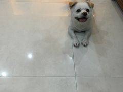 -1013 PET SHOP 宠物商店(近铁城市广场店)
