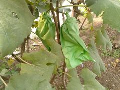 -庞各庄翠芳园西瓜蔬菜基地采摘园