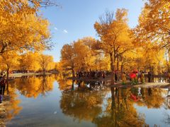 -金塔沙漠胡杨林景区