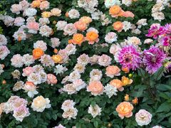 -黄村公园
