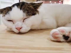 -喵园·猫主题咖啡厅·撸猫·猫咖(国贸店)