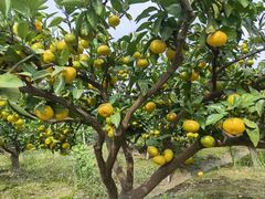 -北仑森林植物园