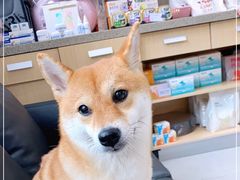 -谐和益家动物医院·免疫绝育·血液透析·宠保定点医院(高新伊藤分院)