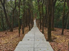 -火炉山森林公园