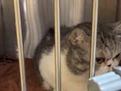 -佑安动物医院·全科·内窥镜中心(幸福巷店)