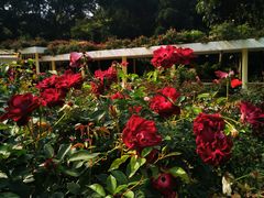 -人民公园(罗湖区)