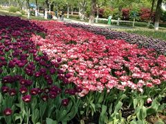 2-上海鲜花港