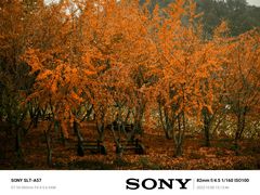 -千年银杏谷文化旅游区