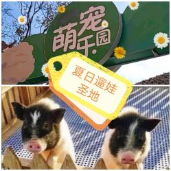 -萌宠亲子动物乐园(槐房万达店)