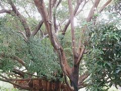 -荔枝公园(福田区)
