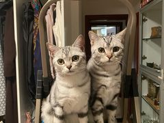 -纳吉亚猫专科动物医院·北北分院