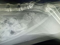 -佳怡动物医院·平价24小时·猫专科骨外科