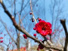 -新虹桥中心花园
