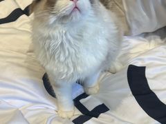 -中农大我爱我爱动物医院·核磁CT·猫病·24小时夜诊中心(石佛营店)