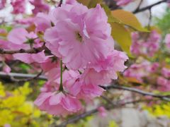 -桃花堤公园