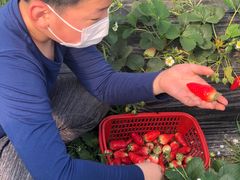 -喜杨洋草莓采摘园