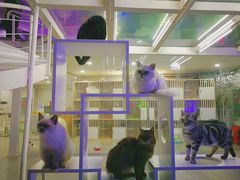 -极木²邸 人与宠物·互动社区