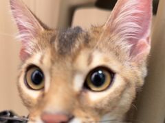 -瑞派·关忠动物医院·猫专科·犬专科(三环新城店)