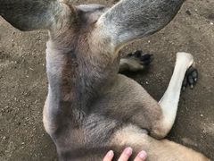 -可伦宾野生动物保护区