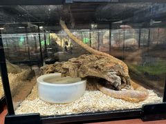 -帕帕拉兹宠物(亚洲旗舰店)