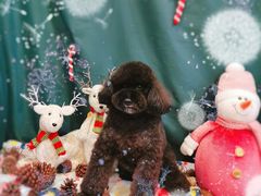 -喵汪宠物生活馆(涞坊路店)