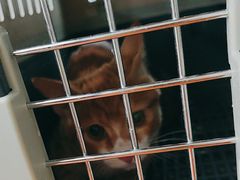 -爱侣宠医·鹦鹉专科·小型哺乳类·异宠专科(灵石路店)