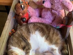 -咖法森林·咖啡  酒吧(天河店)