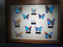 -上海昆虫博物馆