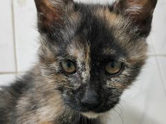 -中农国际动物医院24小时·猫科·骨科·急重症中心