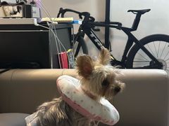 -美联众合动物医院·24h转诊中心