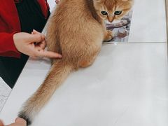 -四月宠物医院·猫专科·心脏专科·内科(转塘店)