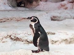 -帝企鹅自助餐厅•儿童岛•真企鹅(长隆企鹅酒店)