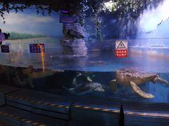 -烟台海昌鲸鲨海洋公园