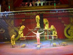 -珠海横琴长隆《卡卡虎奇遇记》